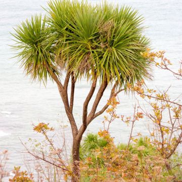 Grüne Cordyline australis (Samen) - Keulenlilie