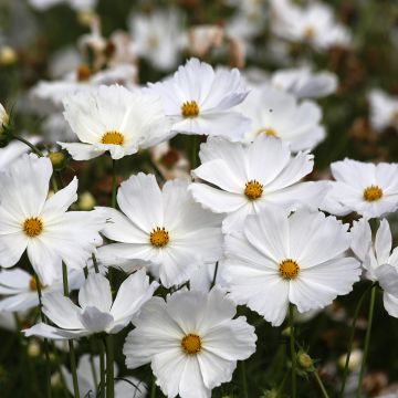 Schmuckkörbchen Lucinda (Samen) - Cosmos bipinnatus