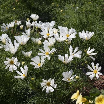 Schmuckkörbchen Pinwheel White (Samen) - Cosmos