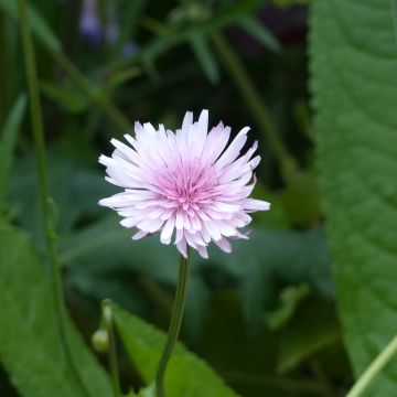 Crepis rubra (Samen) - Roter Pippau