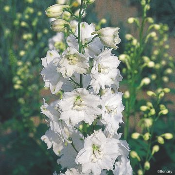 Pacific-Rittersporn Galahad (samen) - Delphinium