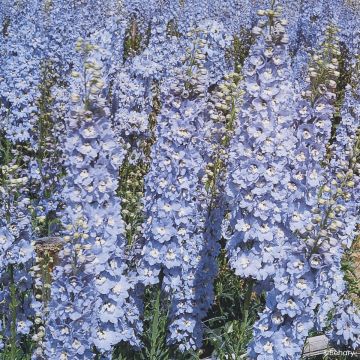 Pacific-Rittersporn Summer Skies (samen) - Delphinium