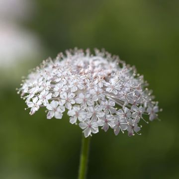 Trachymene coerulea Lace Pink (Samen) - Blaudolde