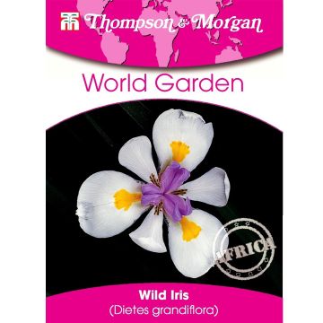 Dietes grandiflora (Samen) - Dietes