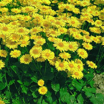 Doronicum caucasicum Little Leo - Kaukasus-Gämswurz