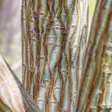 Schlangenhautahornsamen - Acer davidii