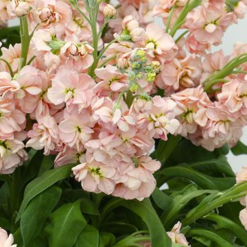 Levkoje Milla Salmon (Samen) - Matthiola incana