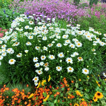 Großblumige Margerite Crazy Daisy - Leucanthemum x superbum