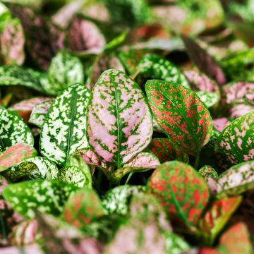 Hypoestes Coloratus Mix (Samen) Hypoestes Coloratus Mix (Samen)