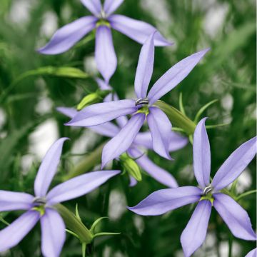 Isotoma axilaris Starshine Blue (Pillierte Samen) - Schein-Lobelie