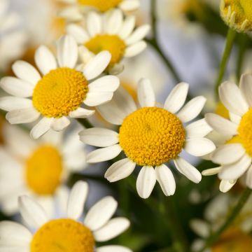 Mutterkraut Camilla (Pillierte Samen) - Tanacetum parthenium