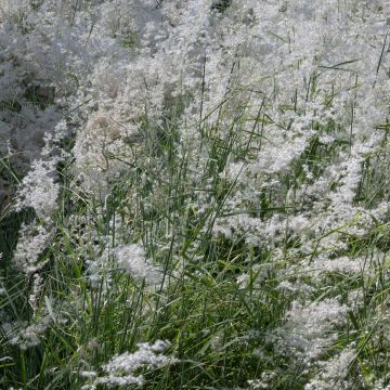 Melinis minutiflora Silver Queen (Samen) Melinis minutiflora Silver Queen (Samen)