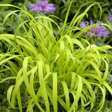 Milium effusum Aureum (Samen) - Flattergras Milium effusum Aureum (Samen) - Flattergras