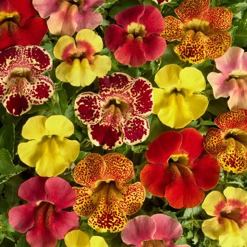 Gauklerblume Medius F1 Mix (samen) - Mimulus 