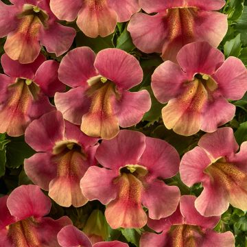 Gauklerblume Medius F1 Pastel Crimson (samen) - Mimulus 