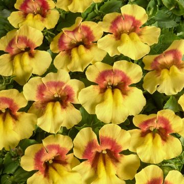 Gauklerblume Medius F1 Yellow Bicolour (samen) - Mimulus 