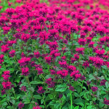 Monarda didyma Panorama Red Shades - Goldmelisse  Monarda didyma Panorama Red Shades - Goldmelisse