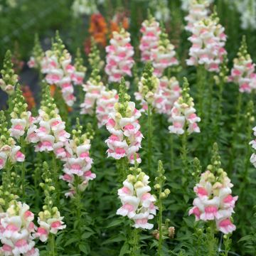 Löwenmäulchen Opus III/IV Appleblossom (Samen) - Antirrhinum