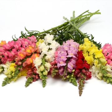 Löwenmäulchen F1 Rocket Mix (Samen) - Antirrhinum