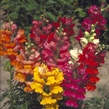 Löwenmäulchen Majestic Mix (Samen) - Antirrhinum majus Löwenmäulchen Majestic Mix (Samen) - Antirrhinum majus
