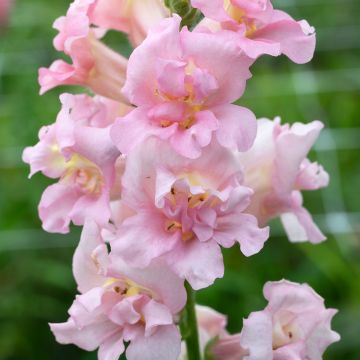 Löwenmäulchen Madame Butterfly F1 Pink (Samen) - Antirrhinum