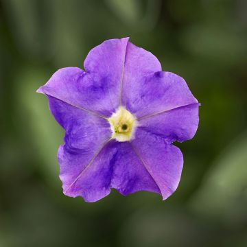 Petunie Flashforward Sky Blue (pillierte Samen)
