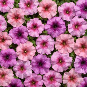 Petunia Eyelash F1 Mix (Pillierte Samen)