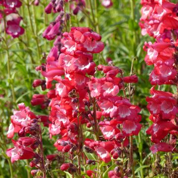 Penstemon Le Phare (Scarlet Queen) (Samen) - Bartfaden Penstemon Le Phare (Scarlet Queen) (Samen) - Bartfaden