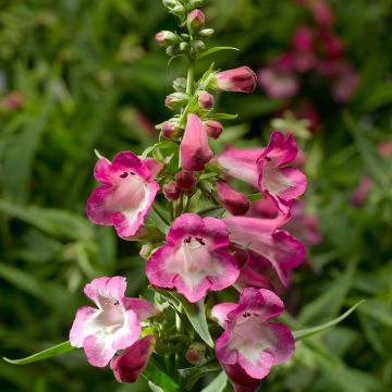 Penstemon hartwegii Arabesque Orchid (Samen) - Bartfaden