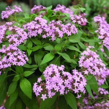 Pentas Northern Lights Lavender (Samen) - Fünfzahlstrauch Pentas Northern Lights Lavender (Samen) - Fünfzahlstrauch