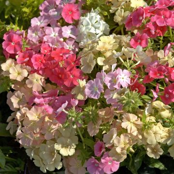 Graines de Phlox annuel nain Beauty Coral Reef - Phlox drummondii