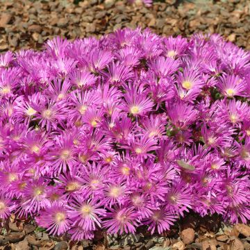 Delosperma cooperi Table Mountain (pillierte Samen) Delosperma cooperi Table Mountain (pillierte Samen)