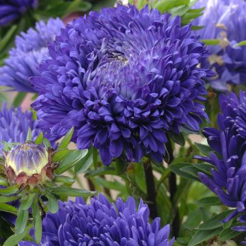 Sommeraster King Size Mid-Blue (Samen) - Callistephus chinensis Sommeraster King Size Mid-Blue (Samen) - Callistephus chinensis