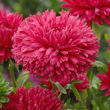 Sommeraster King Size Red (Samen) - Callistephus chinensis