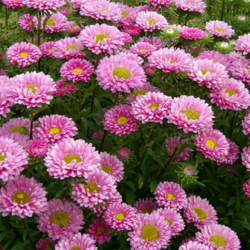 Sommeraster Matsumoto Pink (BIO Samen) - Callistephus chinensis Sommeraster Matsumoto Pink (BIO Samen) - Callistephus chinensis