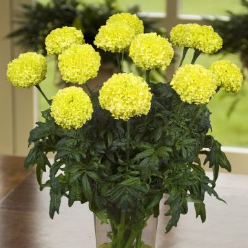 Aufrechte Studentenblume Nosento Limegreen F1 (Samen) - Tagetes