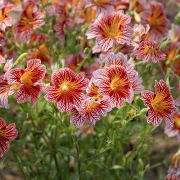 Salpiglossis sinuata Tora Red (Pillierte Samen) - Trompetenzunge Salpiglossis sinuata Tora Red (Pillierte Samen) - Trompetenzunge