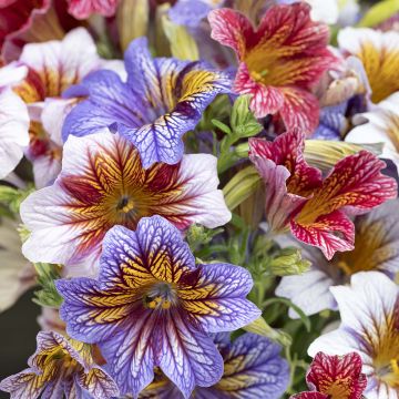 Salpiglossis sinuata Staring Eyes (Pillierte Samen) - Trompetenzunge Salpiglossis sinuata Staring Eyes (Pillierte Samen) - Trompetenzunge