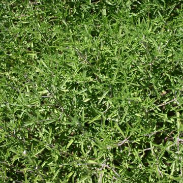 Bohnenkraut BIO - Satureja hortensis Bohnenkraut BIO - Satureja hortensis