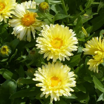 Ringelblume Double Lemon (Samen) - Calendula officinalis Ringelblume Double Lemon (Samen) - Calendula officinalis