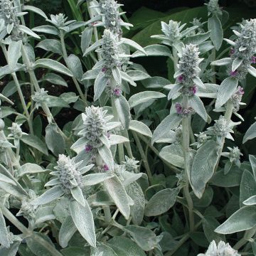 Woll-Ziest (Samen) - Stachys byzantina