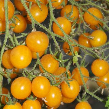 Kirschtomate Yellow Clementine BIO Kirschtomate Yellow Clementine BIO