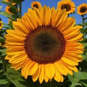 Sonnenblume Pro-Cut F1 Orange Excel (Samen) - Helianthus annuus Sonnenblume Pro-Cut F1 Orange Excel (Samen) - Helianthus annuus