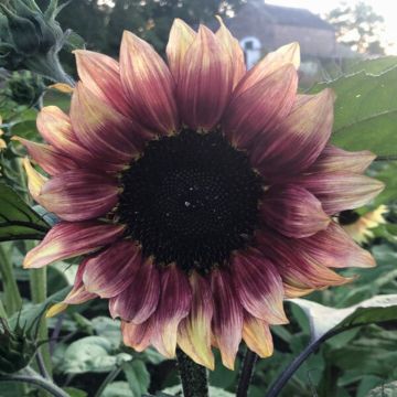 Sonnenblume Pro-Cut F1 Plum (Samen) - Helianthus annuus