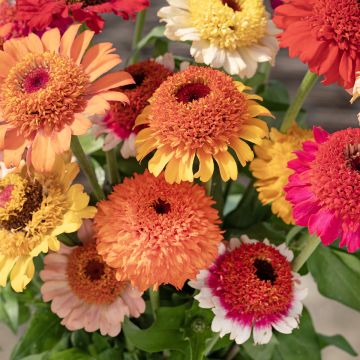 Garten-Zinnie Crestar! Mix (samen)