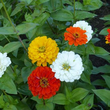 Garten-Zinnie Citro Mix (Samen) Garten-Zinnie Citro Mix (Samen)