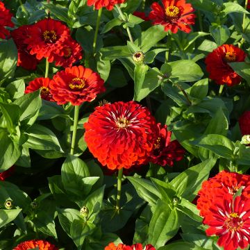 Garten-Zinnie Scarlet Flame (Samen) Garten-Zinnie Scarlet Flame (Samen)