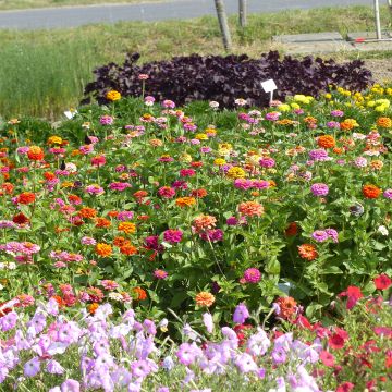 Garten-Zinnie Pépito Extra Mix (Samen) Garten-Zinnie Pépito Extra Mix (Samen)