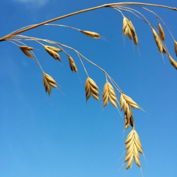 Bromus secalinus (Samen) - Roggen-Trespe