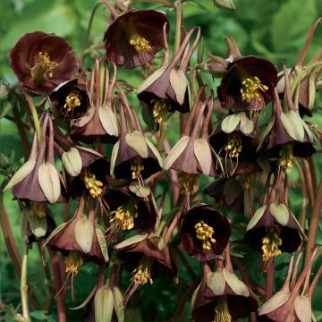 Aquilegia viridiflora Chocolate Soldier (Samen) - Akelei